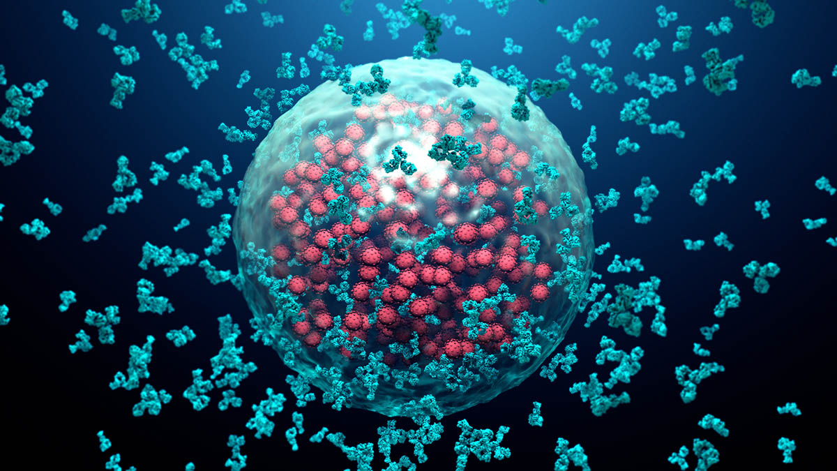 Antibodies destroy an infected cell, illustrating glutathione immune system support