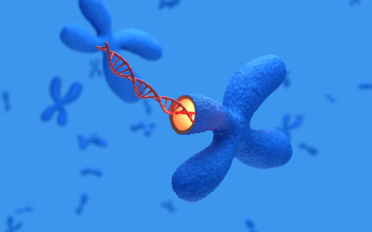 X Chromosomes with DNA molecules