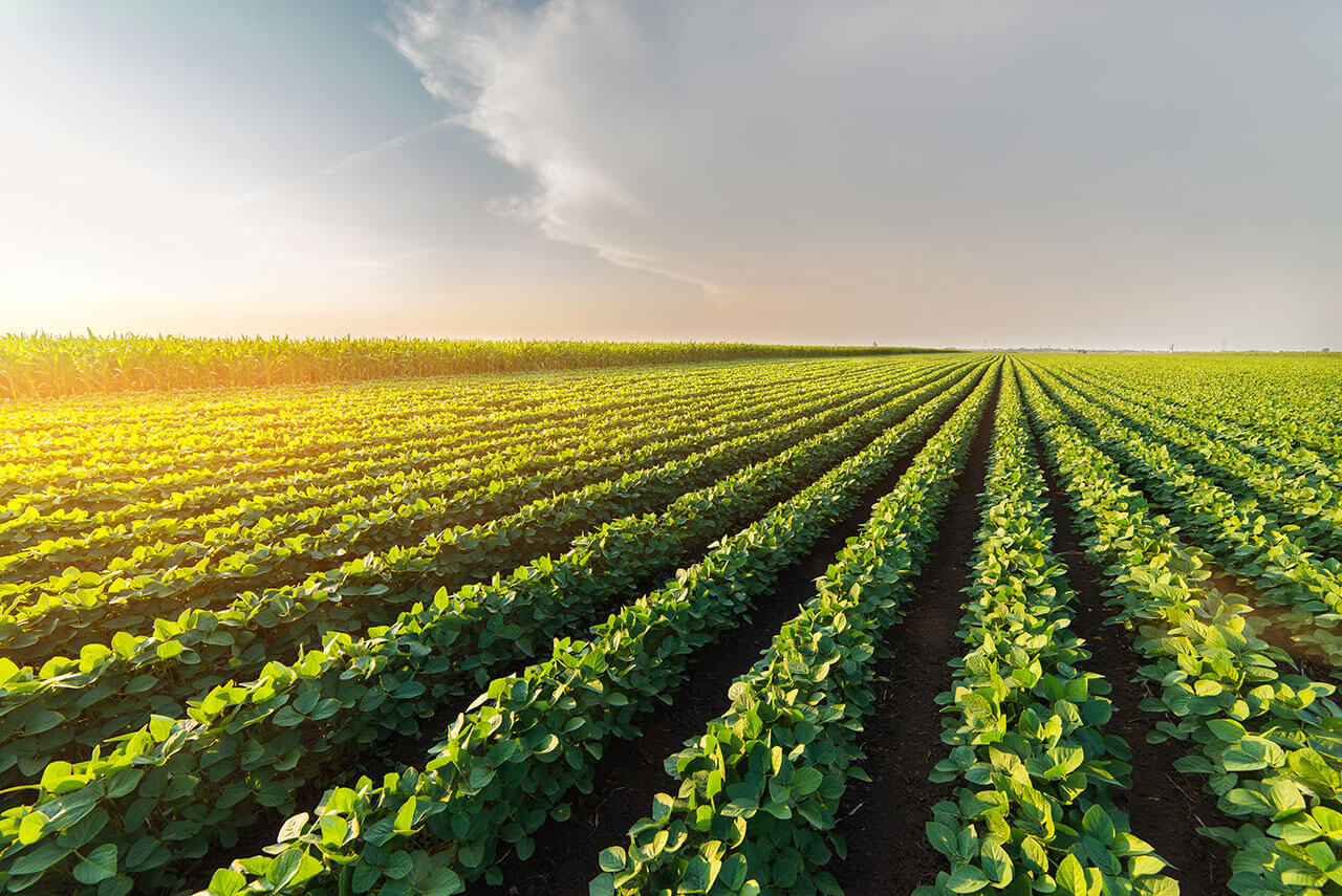 crops on a farm at sunset