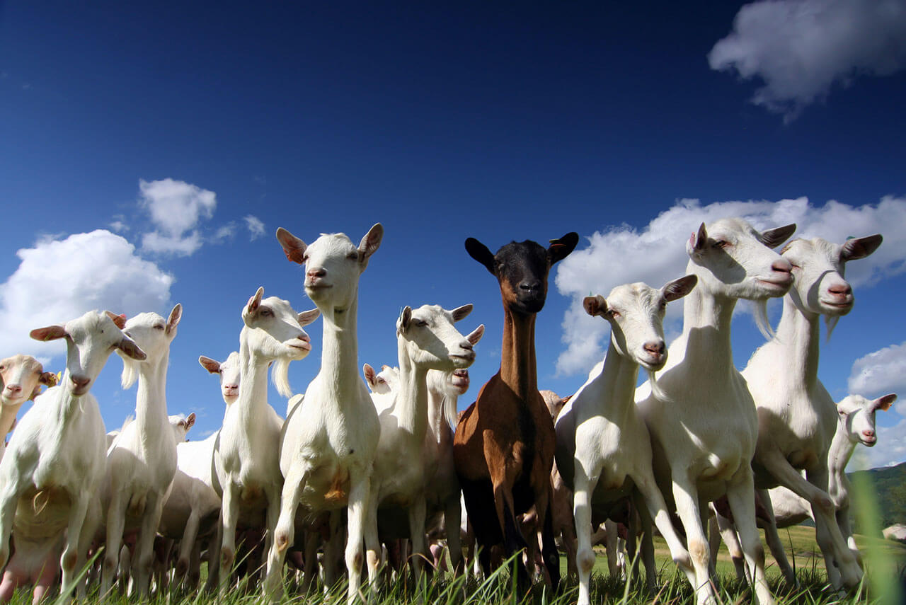 goats in a field on a nice day