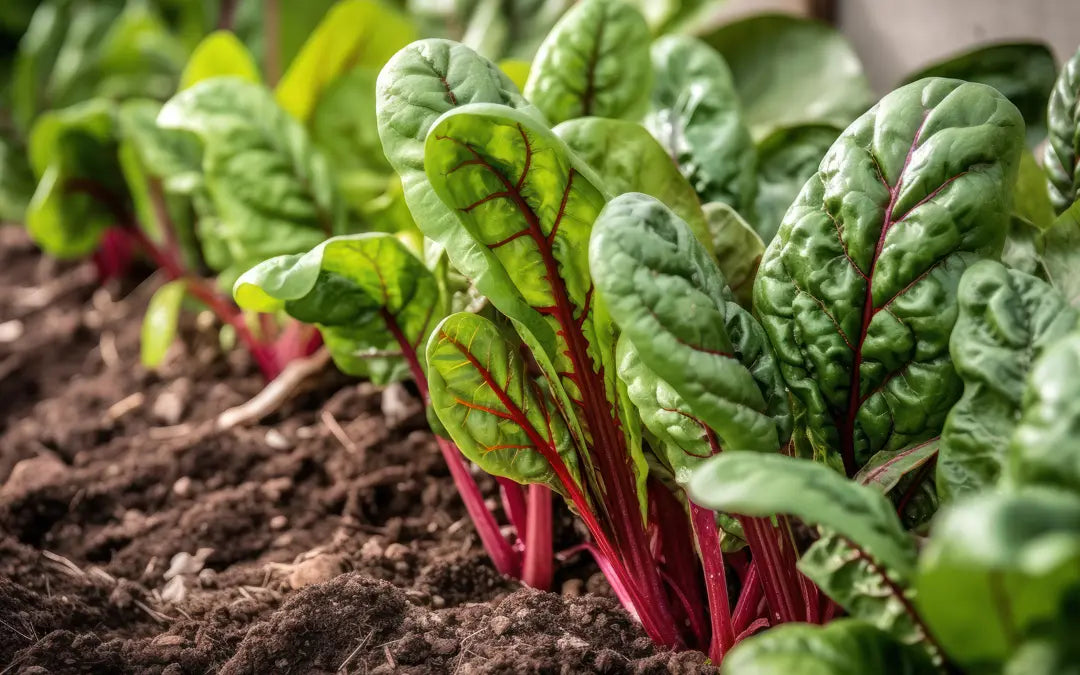 rainbow chard growing in soil