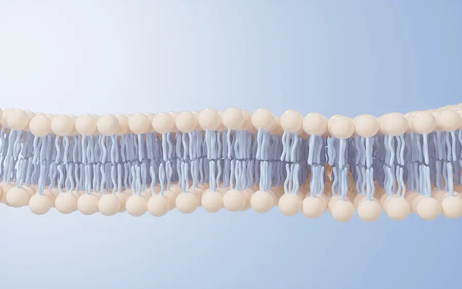 phosphatidylcholine phospholipids forming a bilayer that makes up liposomes
