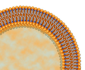 Liposome cutaway showing bilayer structure
