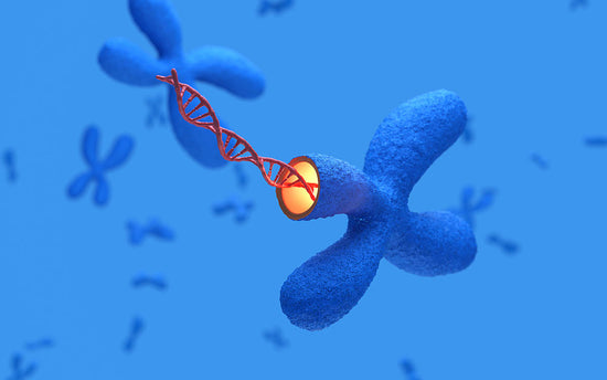 X Chromosomes with DNA molecules