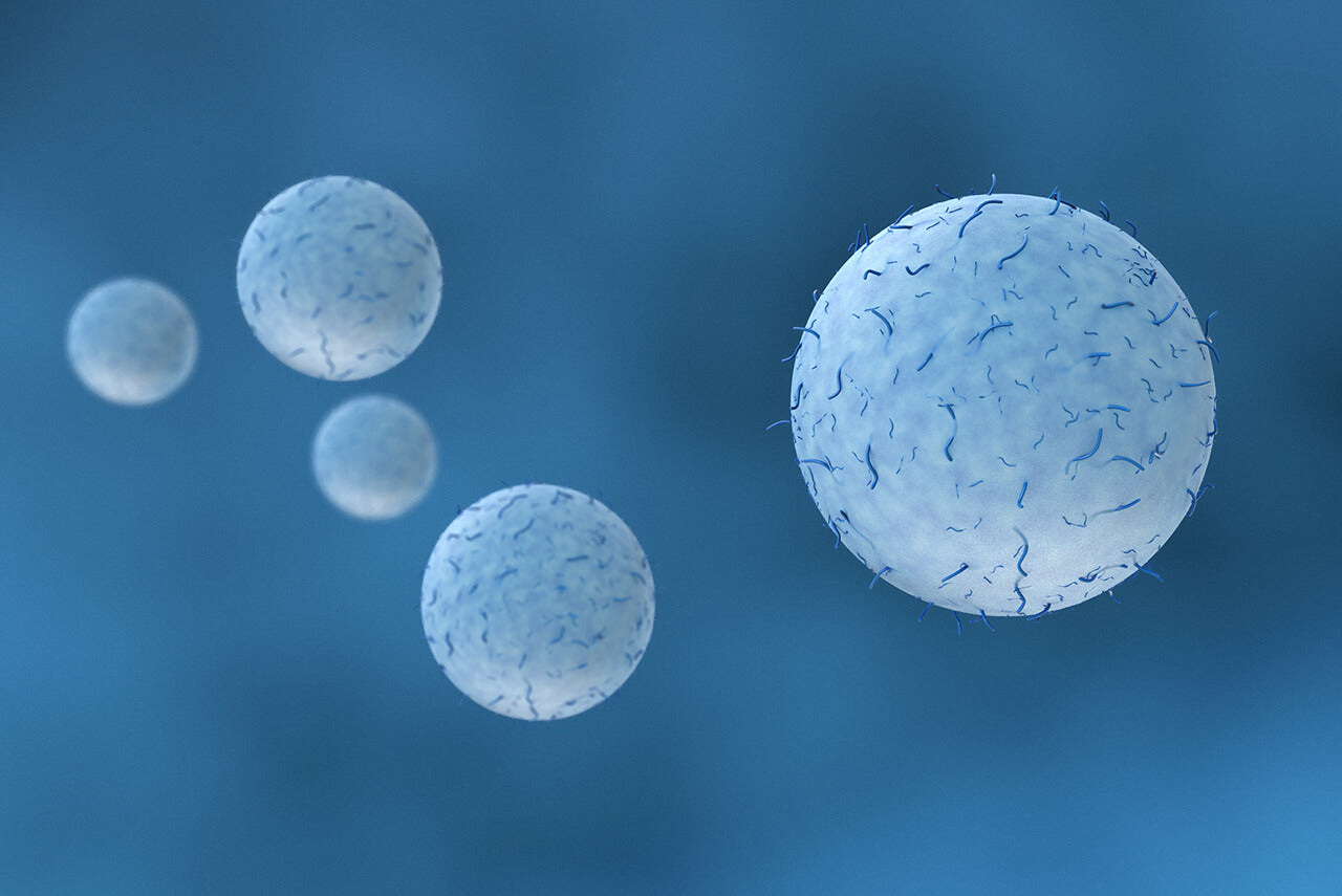 illustration of white blood cells