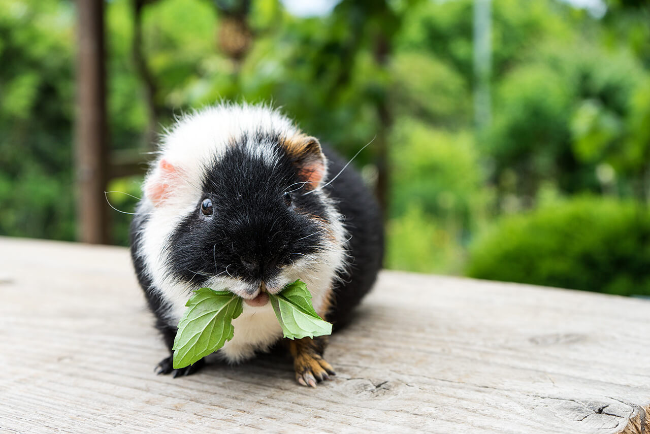 guinea pig with leaf in mouth