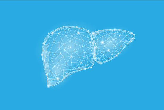 illustration of the liver on a blue background to show its shape