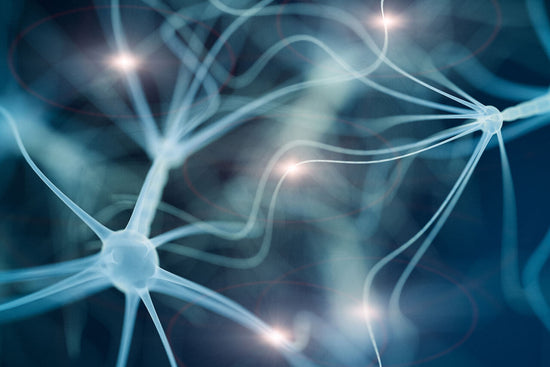 image of cells in the nervous system, illustrating some of the system that benfotiamine benefits