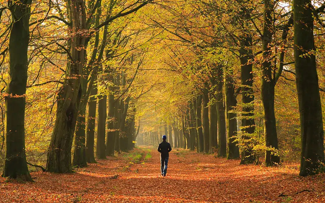 photo of person mindful walking through a forest in the fall