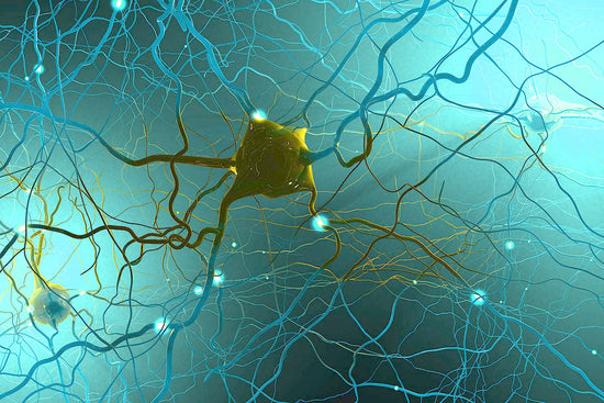 Signal transmitting neurons or nerve cells- 3d illustration