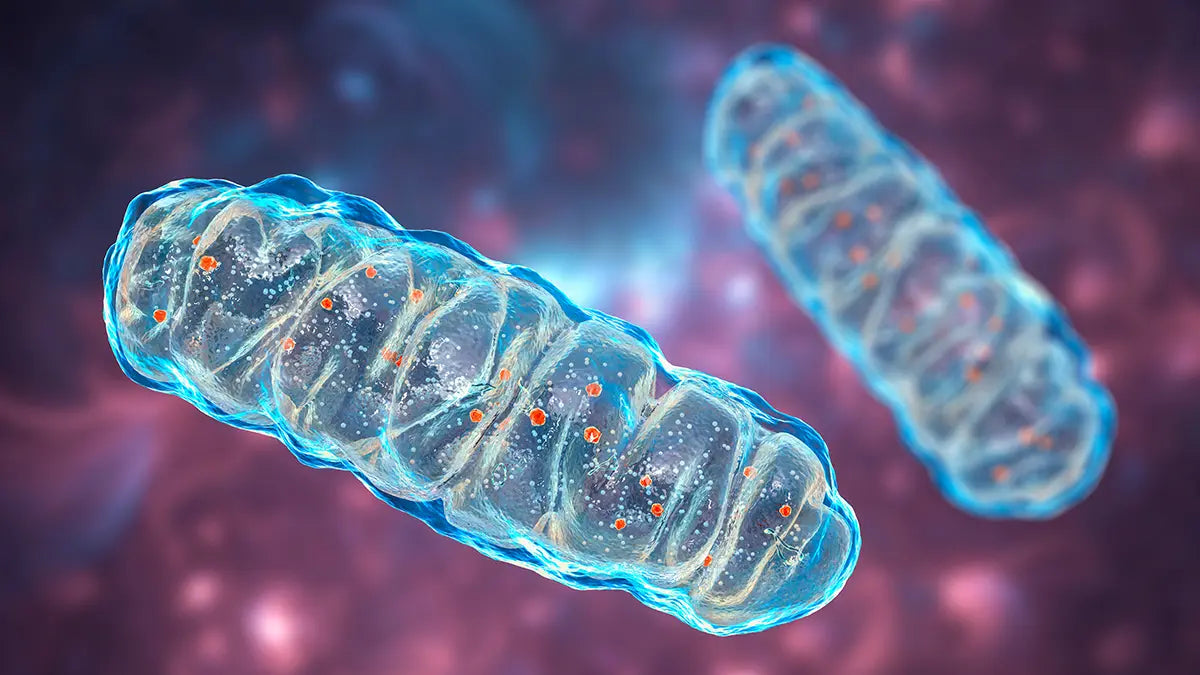 illustration of mitochondria
