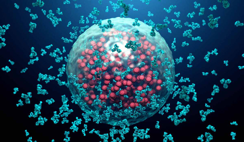GLUTATHIONE AND THE IMMUNE SYSTEM