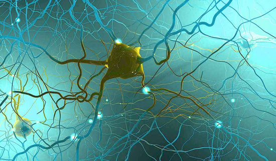 green, blue, and yellow illustration of nerves